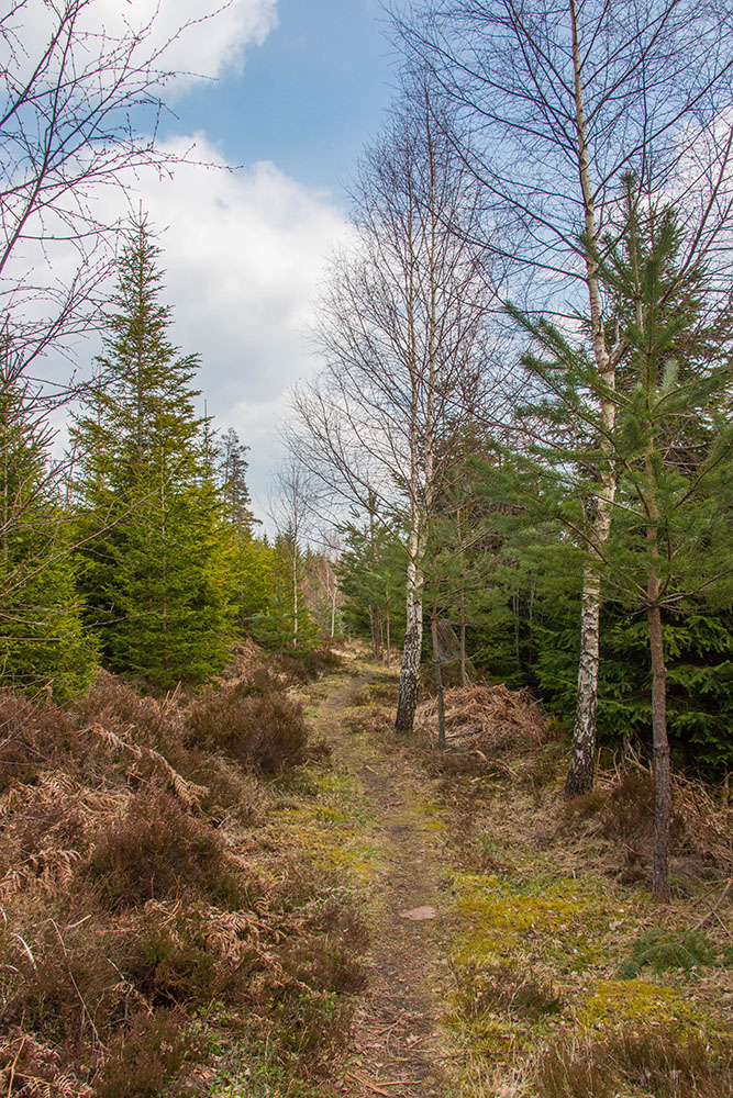 Weg durch das Hochmoor