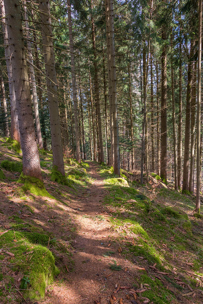 R&uuml;ckweg nach Klosterreichenbach