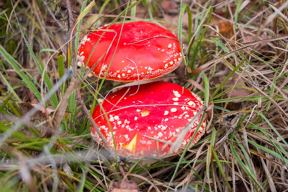 Fliegenpilze wachsen zahlreich ...