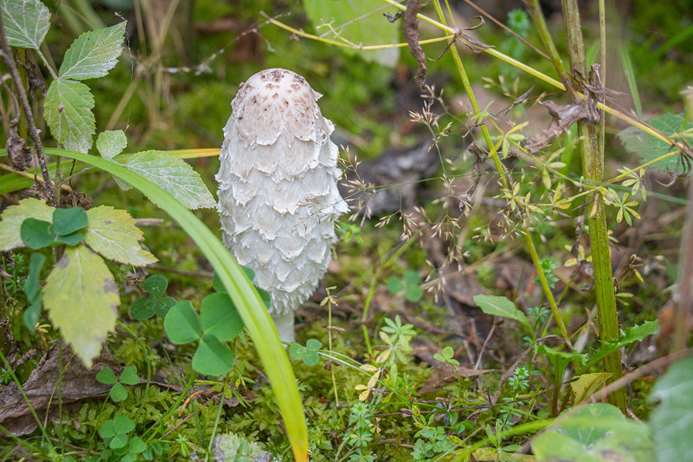 Und zur Abwechslung ein Schopftintling