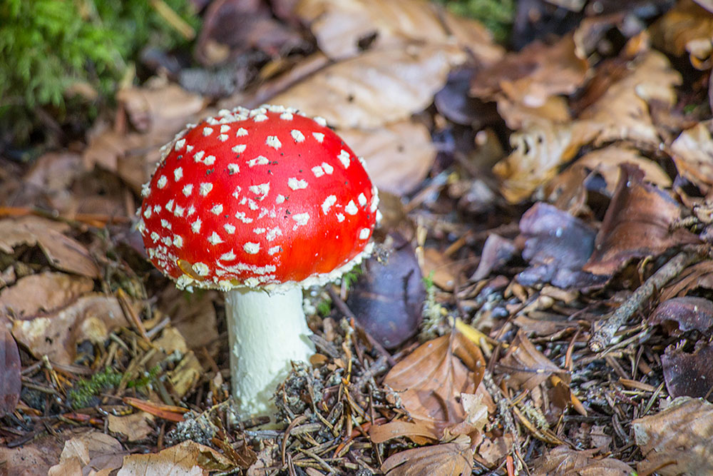Noch ein Fliegepilz ...