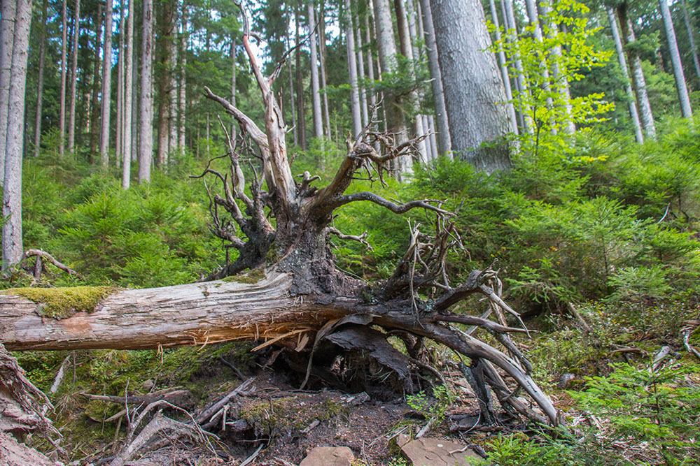 Gro&szlig;e Baumwurzel