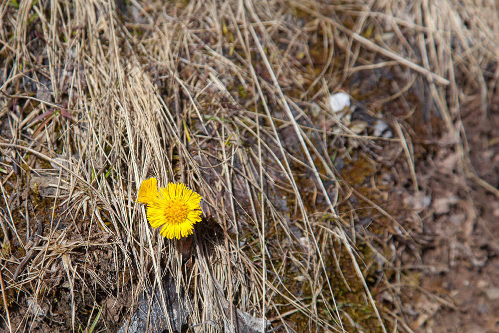 Die Blume ist noch nicht lange vom Schnee befreit