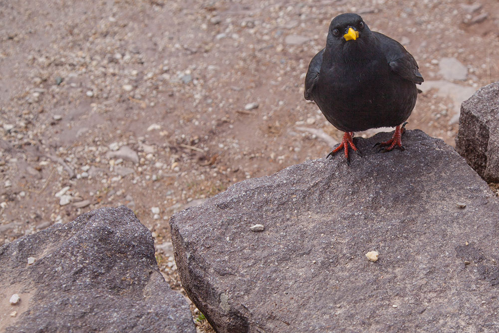 Nimmt sie den Kr&uuml;mel?