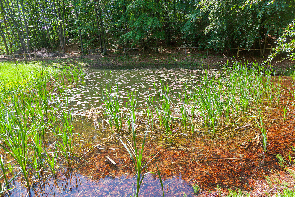 Die schwarzen Punkte im Teich ...