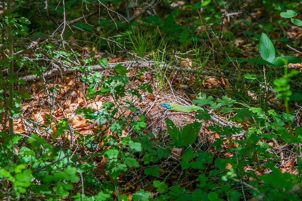 Sch&ouml;ne Eidechse beim Sonnen