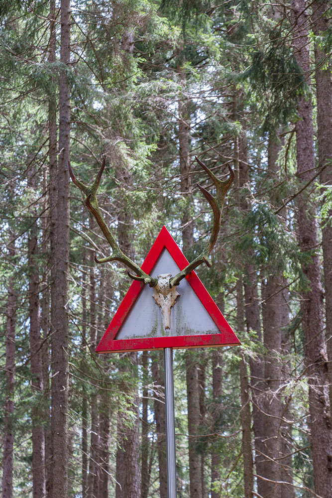 Hier herrscht der Hirsch ;-)