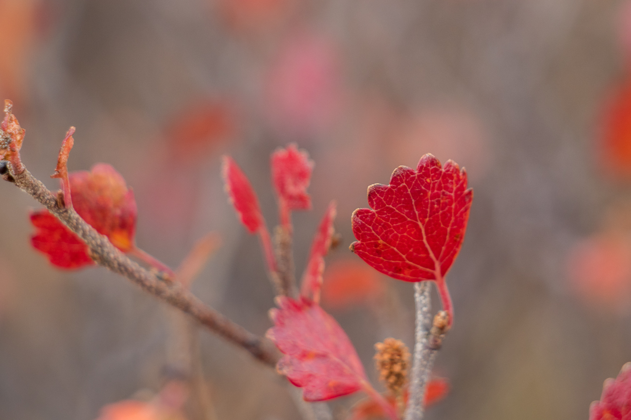 Herbstliche Farben dominieren 