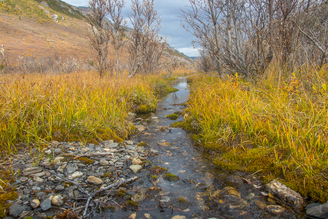 Ein Zufluss in den Savage River