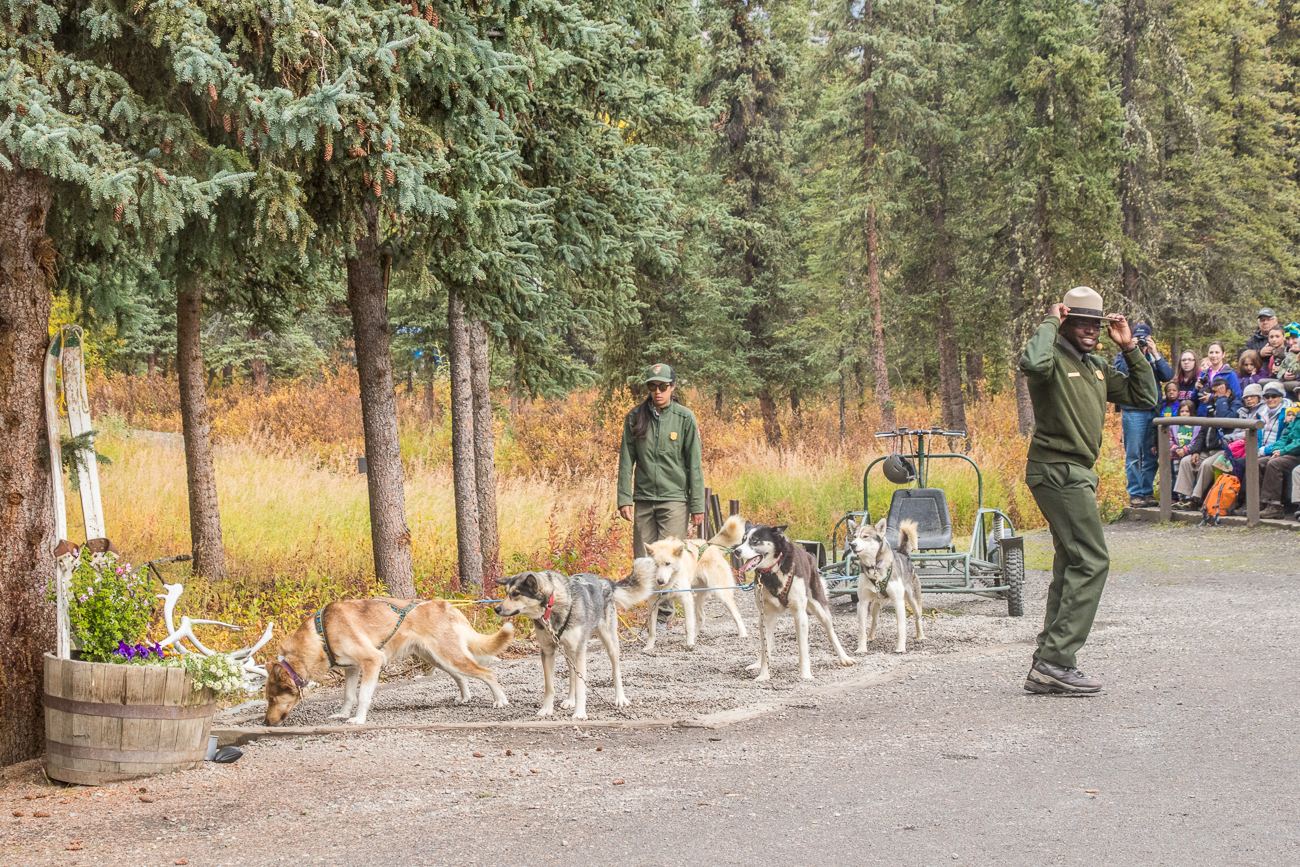 ... wie die Schlittenhunde trainiert werden 