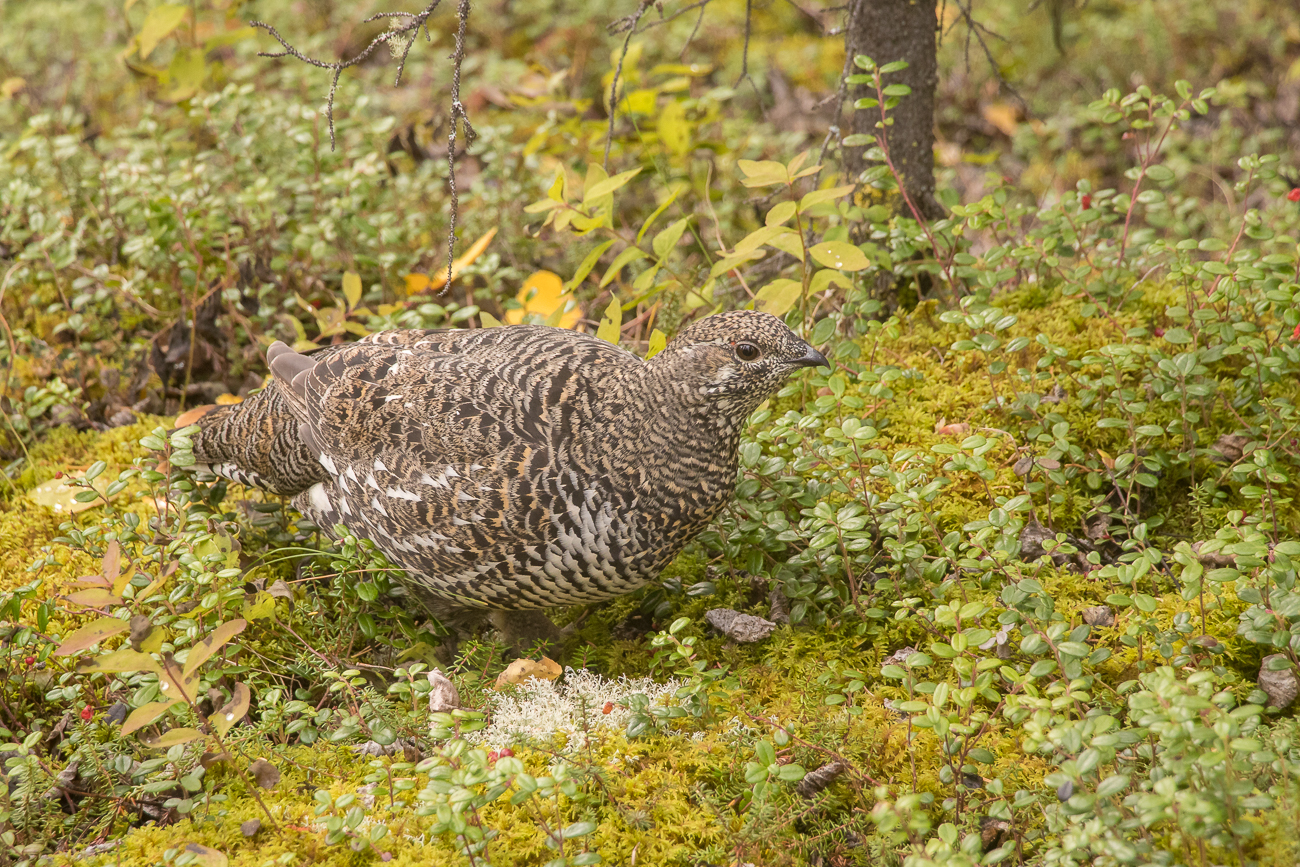 Eine Spruce Grouse Henne