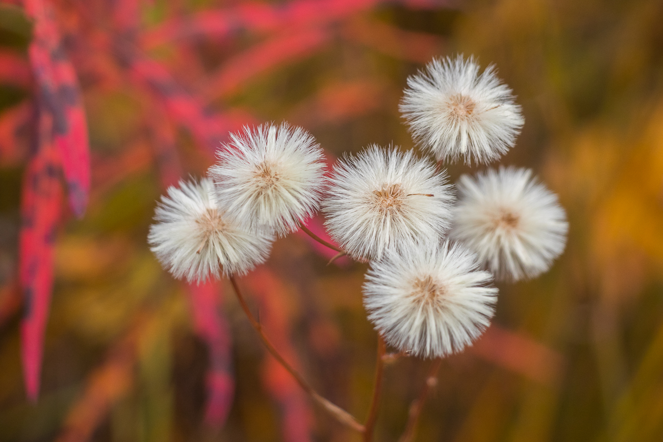 Zarte Blumen am Wegesrand ... 