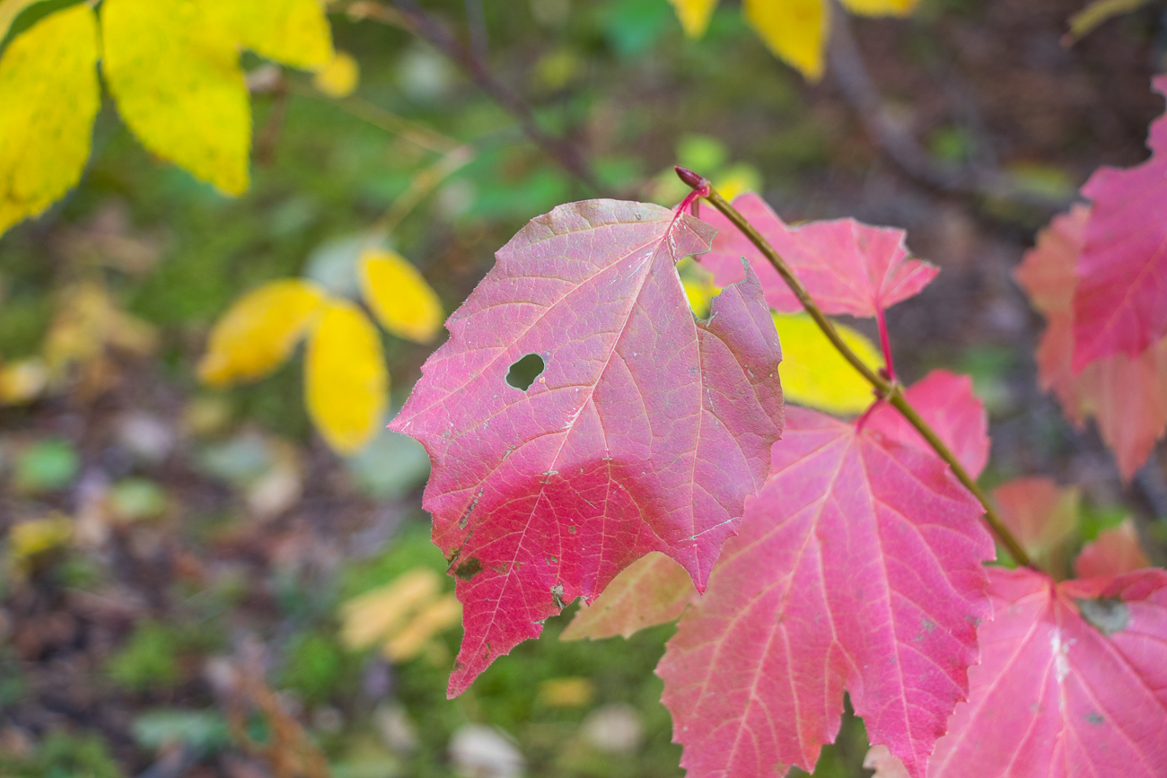 Herbstgrüße
