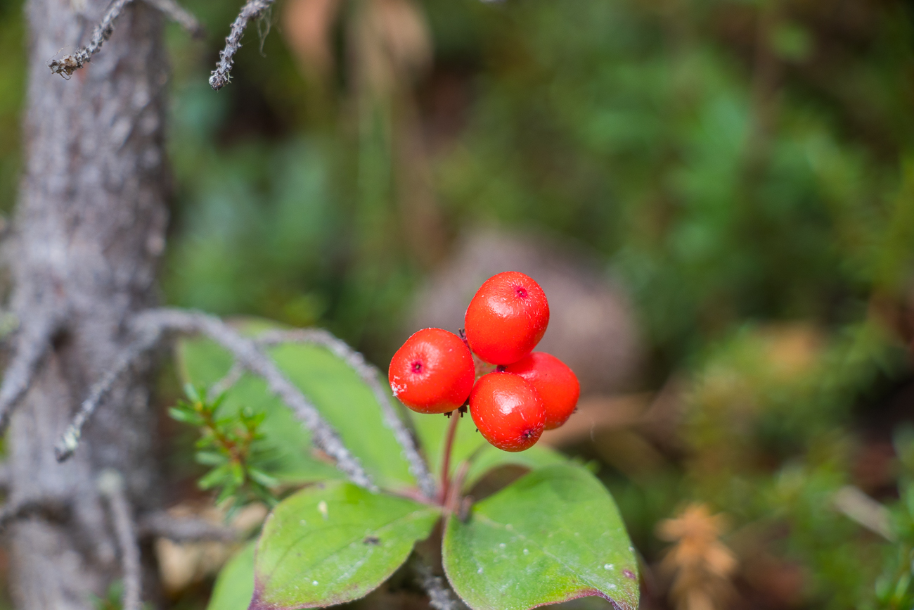 Beeren warten auf Bären 
