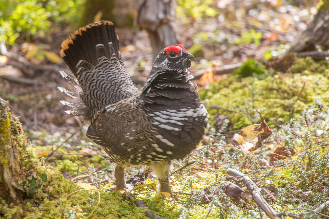 Der Spruce Grouse Hahn ... 