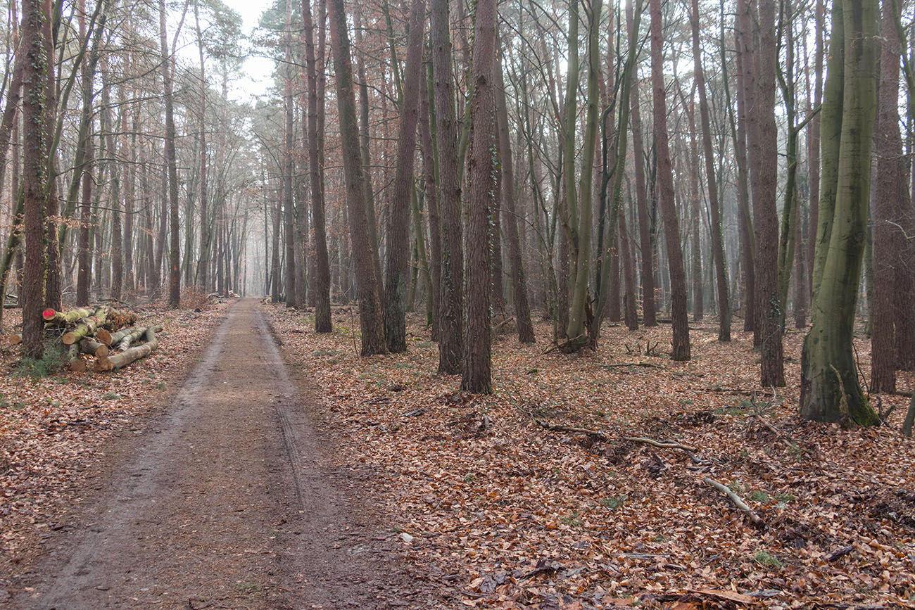 Breite Waldwege ... 