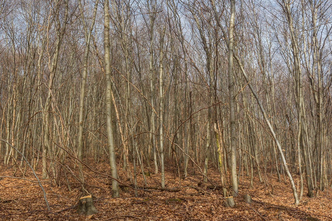 Im dichten Wald 
