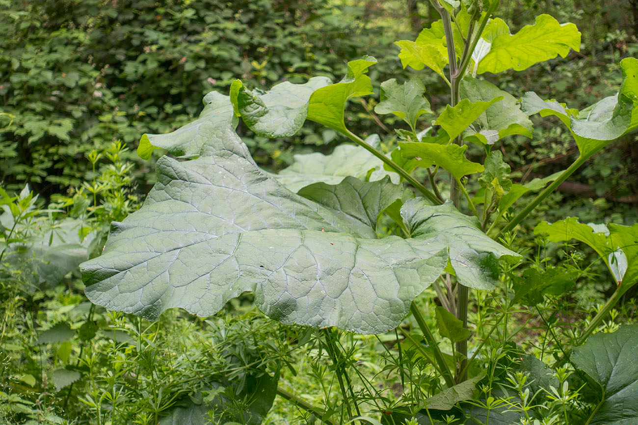 Riesenblätter