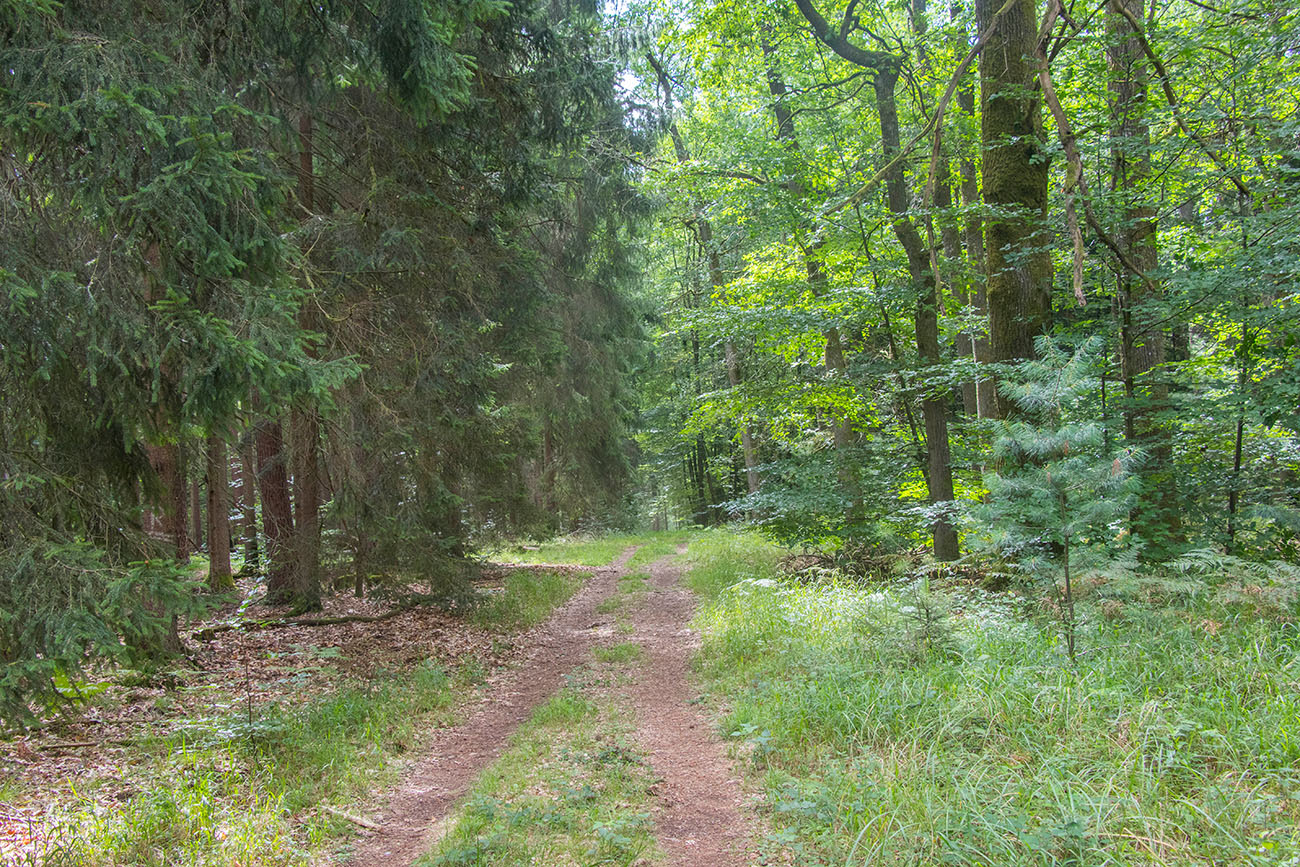 Auf einem Waldweg ...