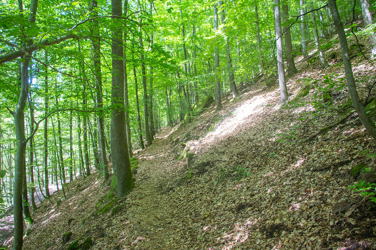 Auf schmalen Pfaden erklimmen wir die Rumberg-Höhen