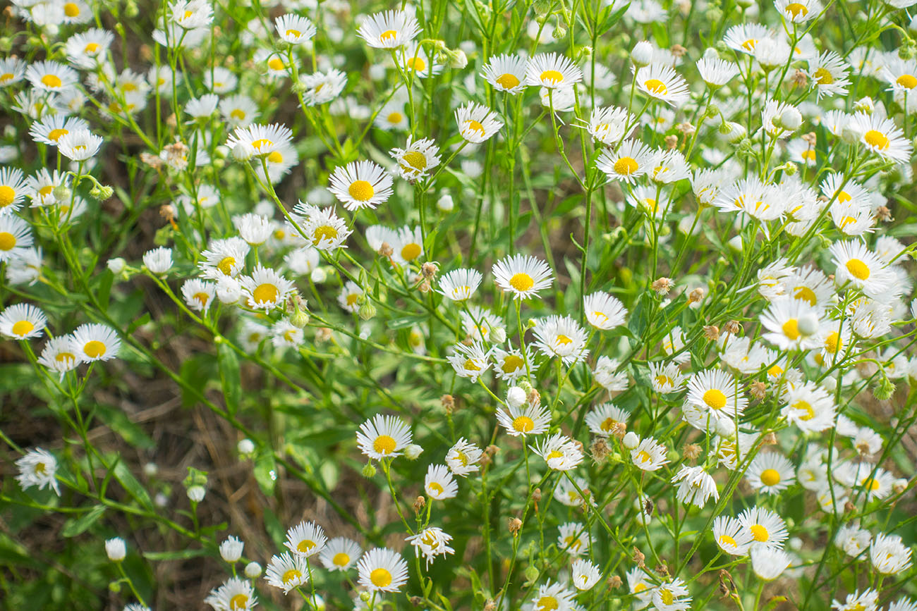 Blumenmeer