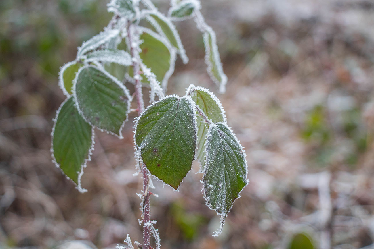 Wegen der tiefen Temperaturen ... 