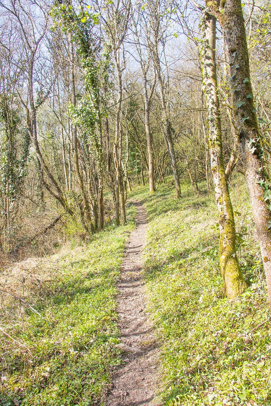 Pfad durch den Wald 