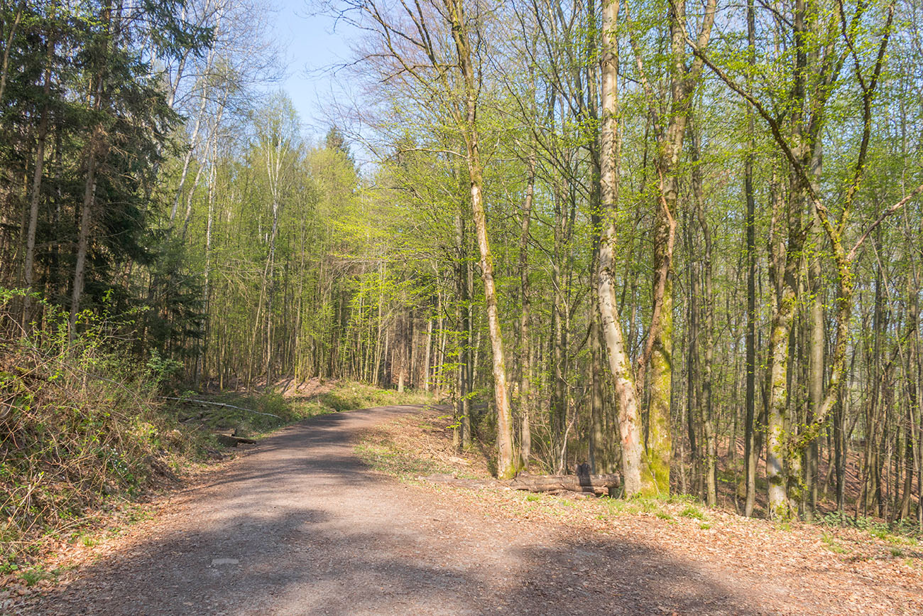 Waldweg durch das Ruhbachtal