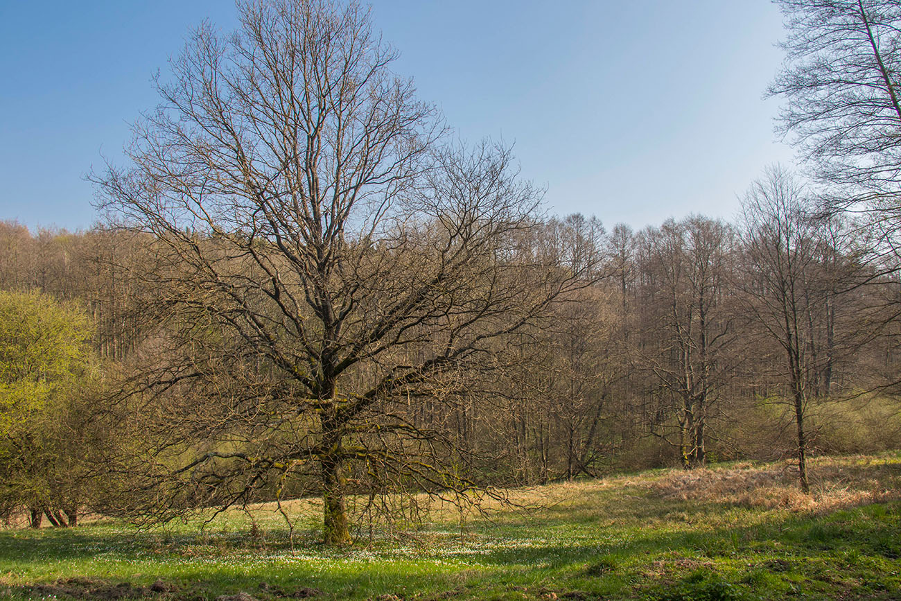 Blütenteppich unter dem alten Baum 