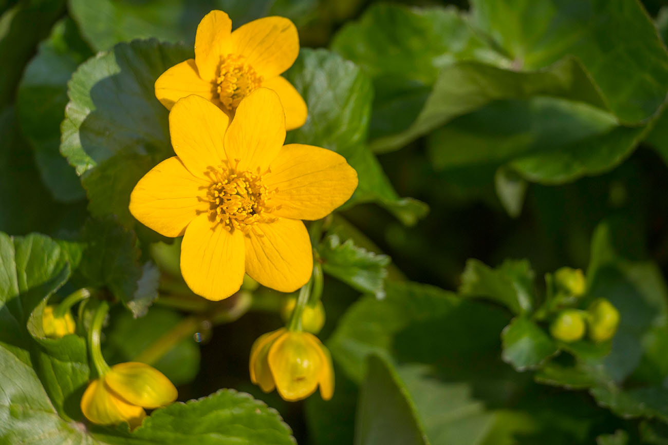 Sumpfdotterblume