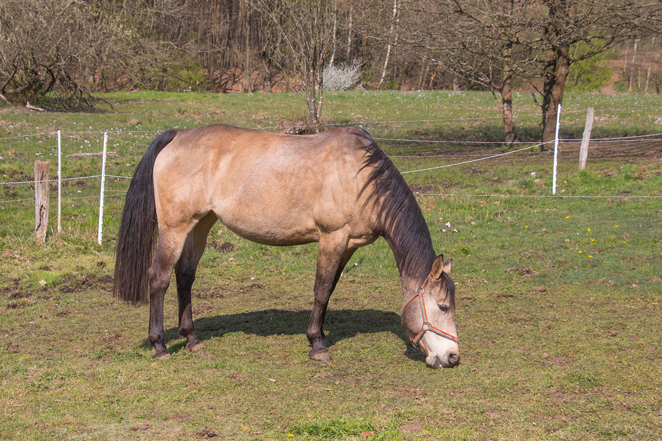 Grasendes Pferd