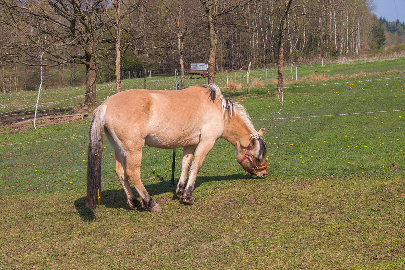Grasendes Pferd