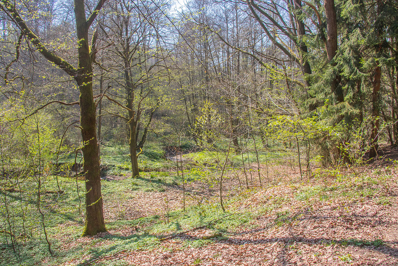 Bachbett im Wald 