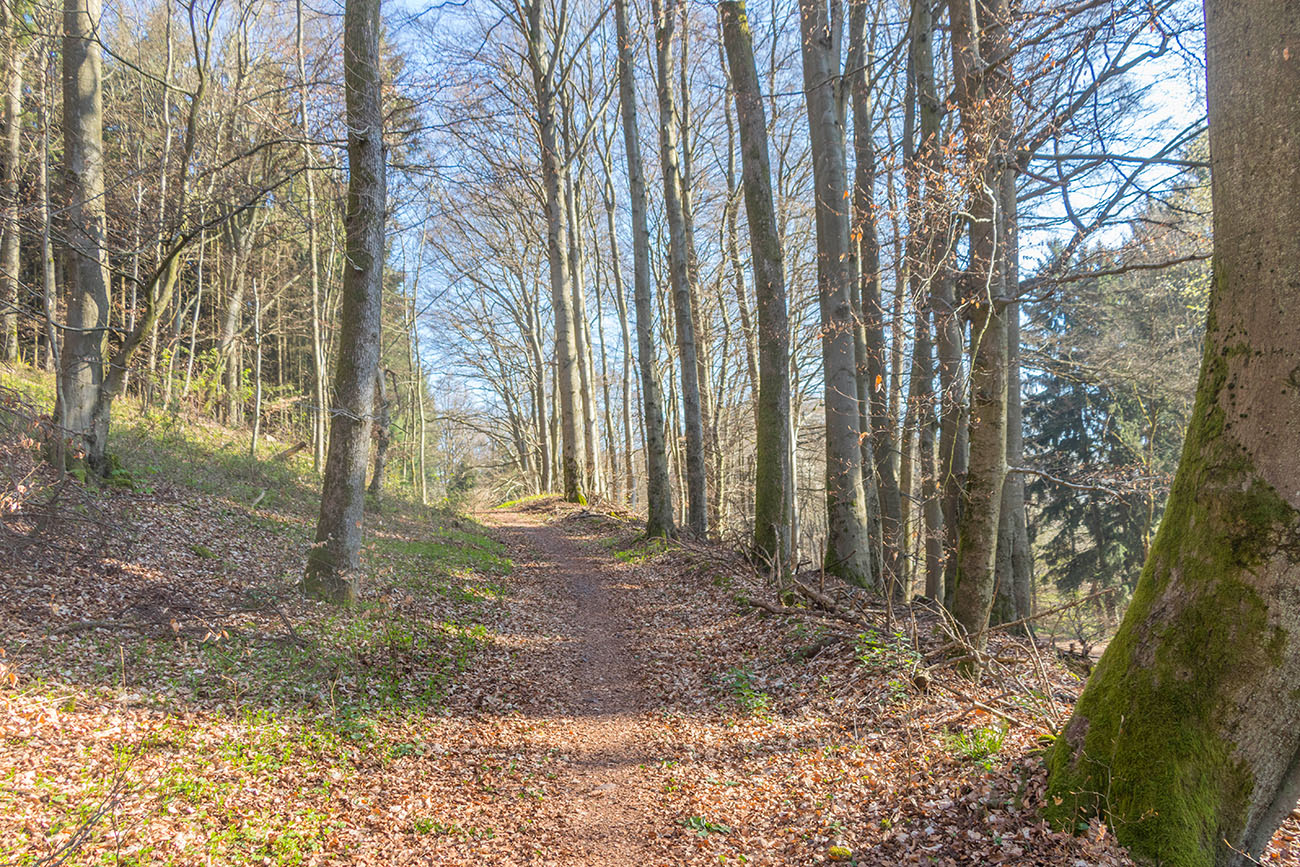... dann durch den Wald 