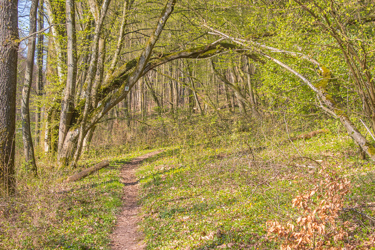 Frisches Grün 