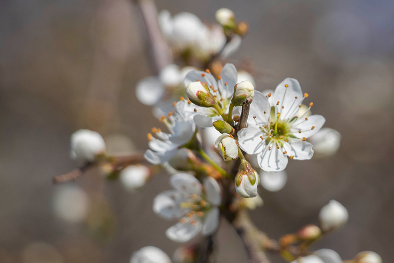 Kirschblüten