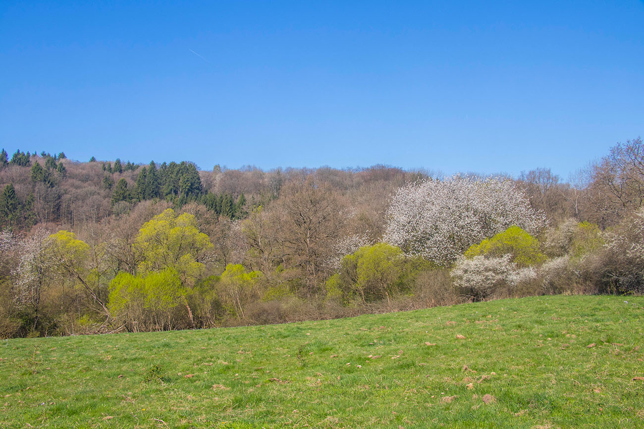 Grünende und blühende Bäume 