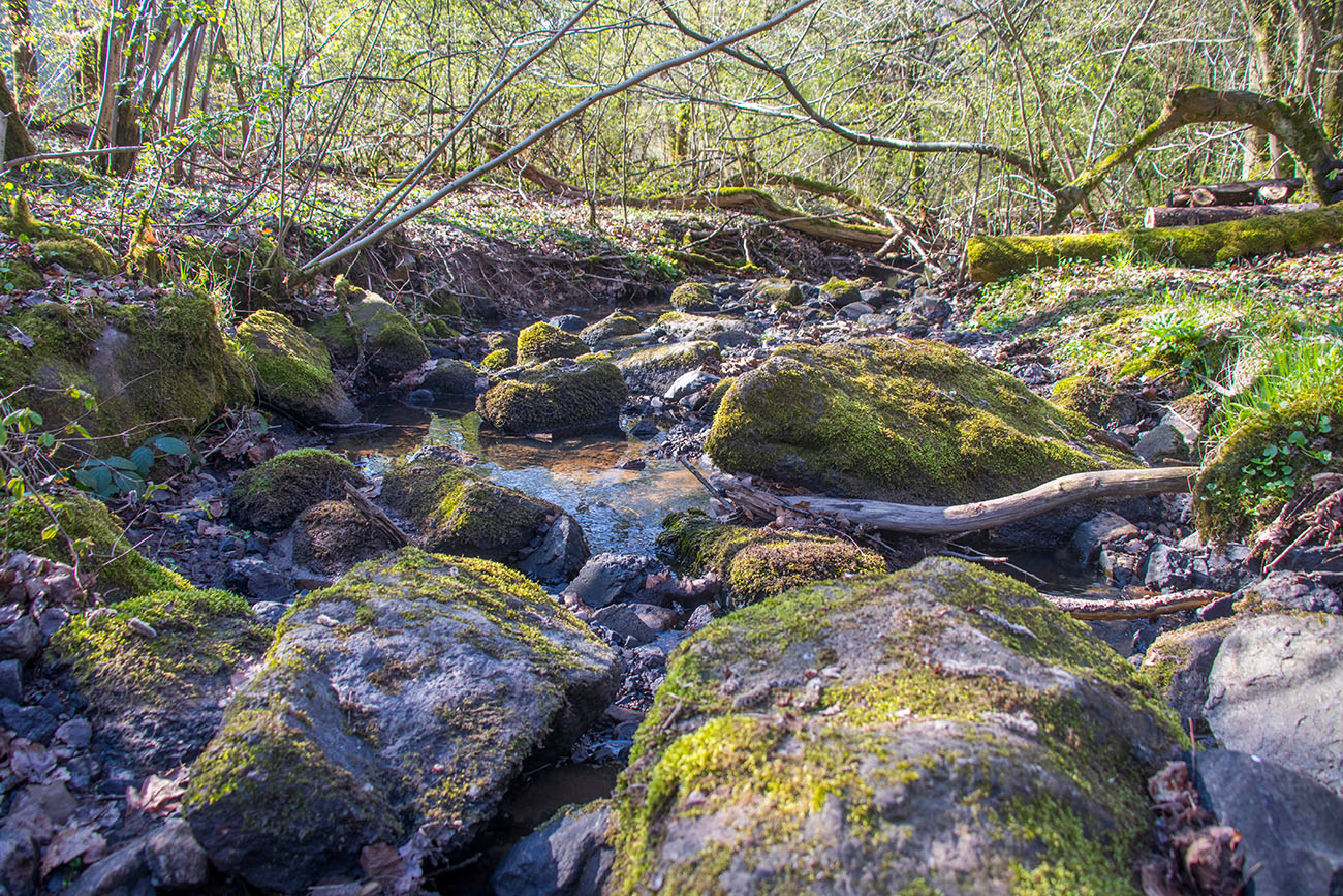 Bach durch den Wald 