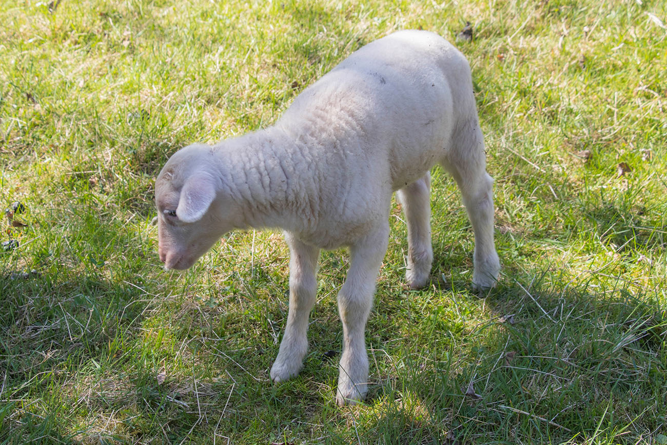 Süßes Lamm ;-) 