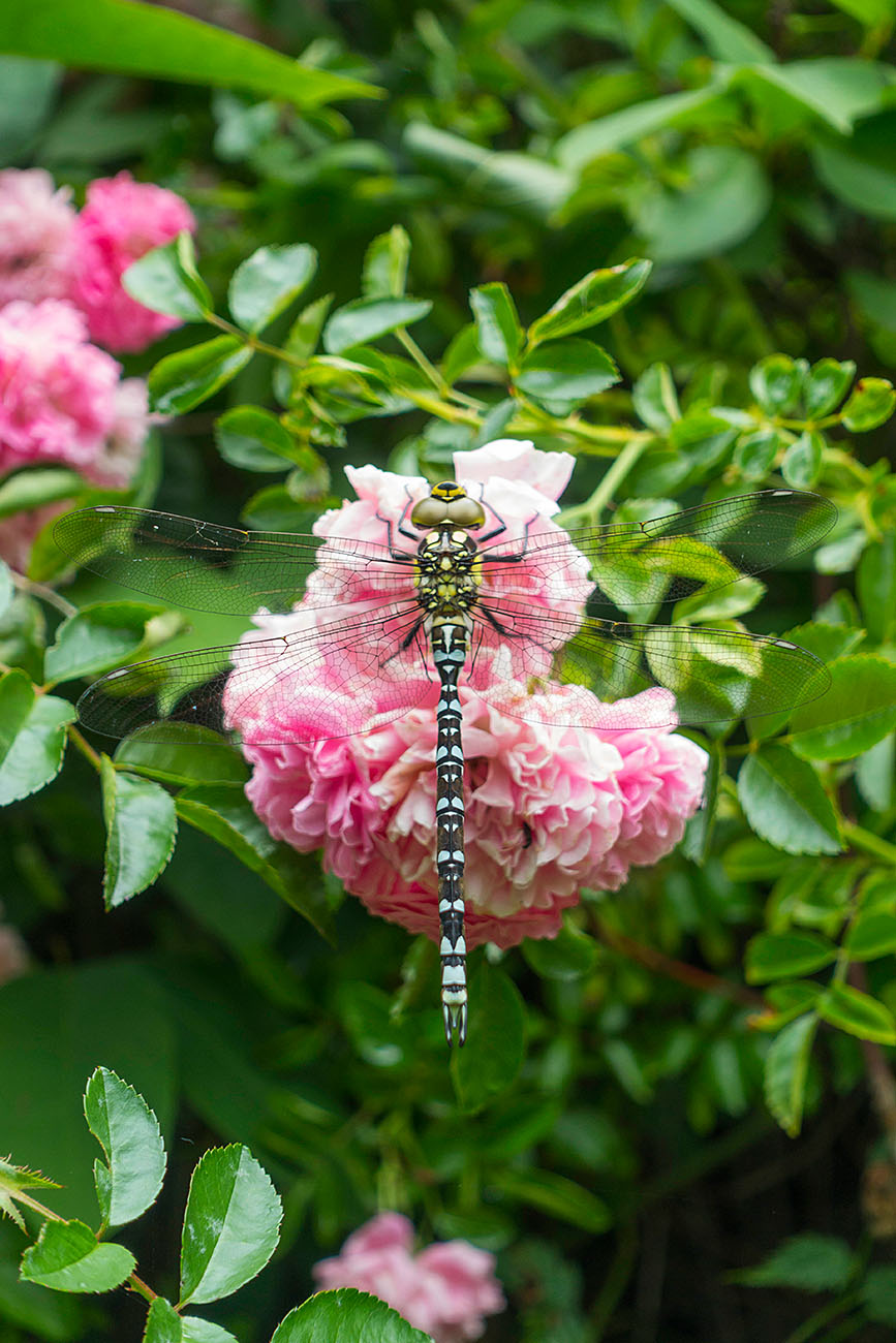 Große Libelle