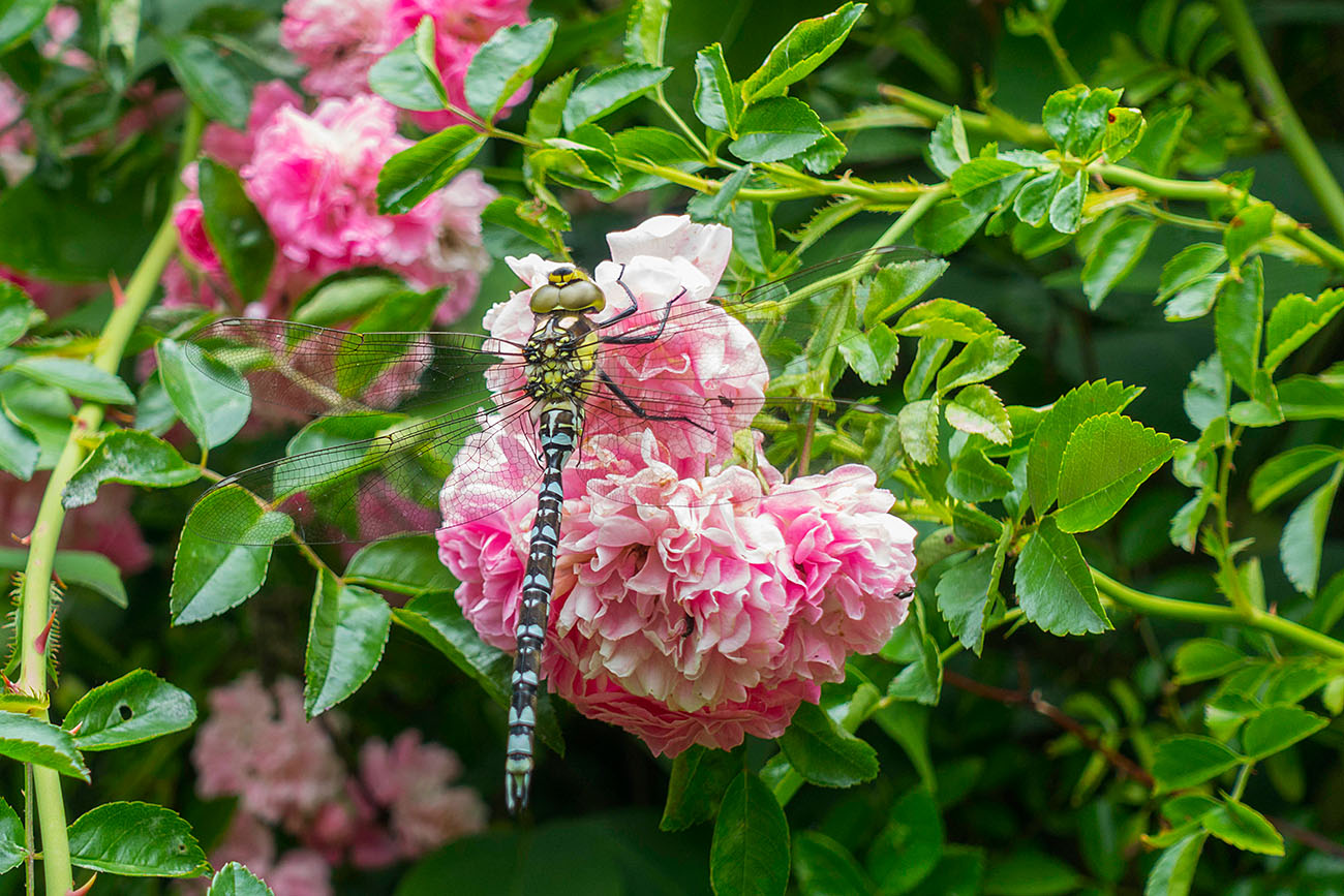 Große Libelle