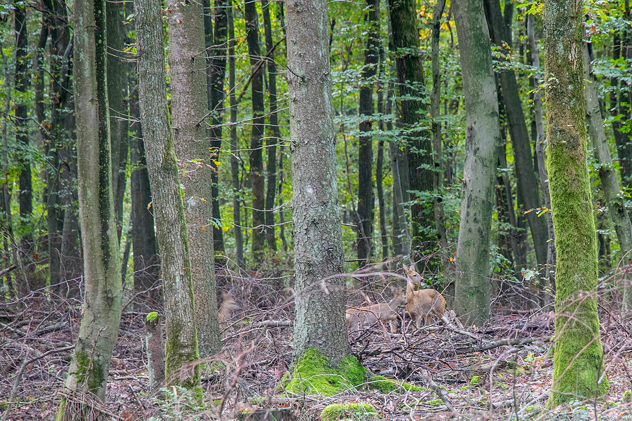 Rehe im Wald 