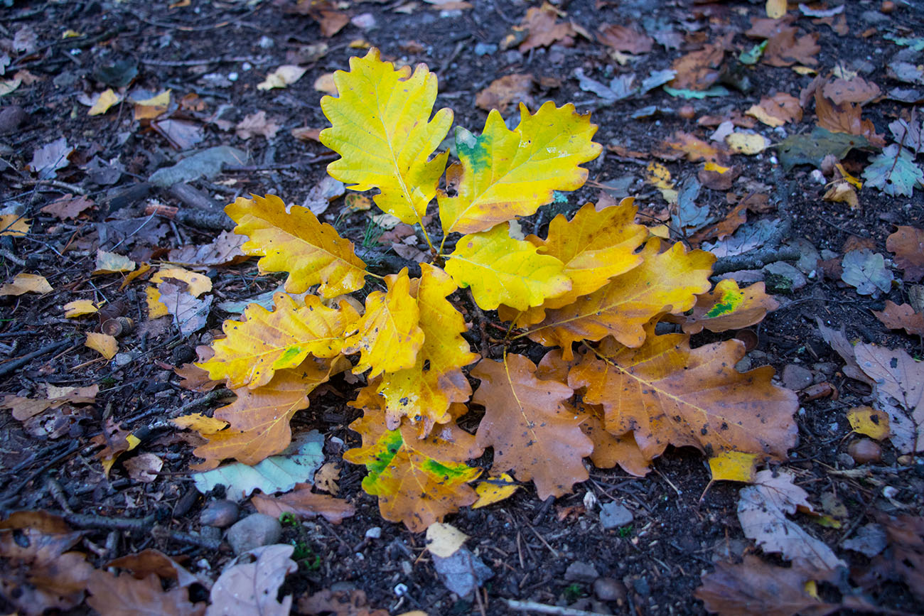 Herbstimpression