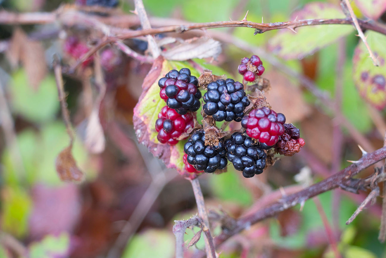 Brombeeren