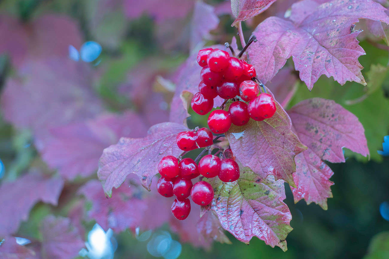 Beeren