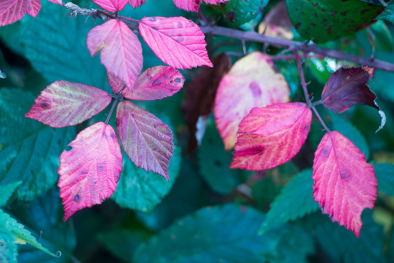 Herbstimpression