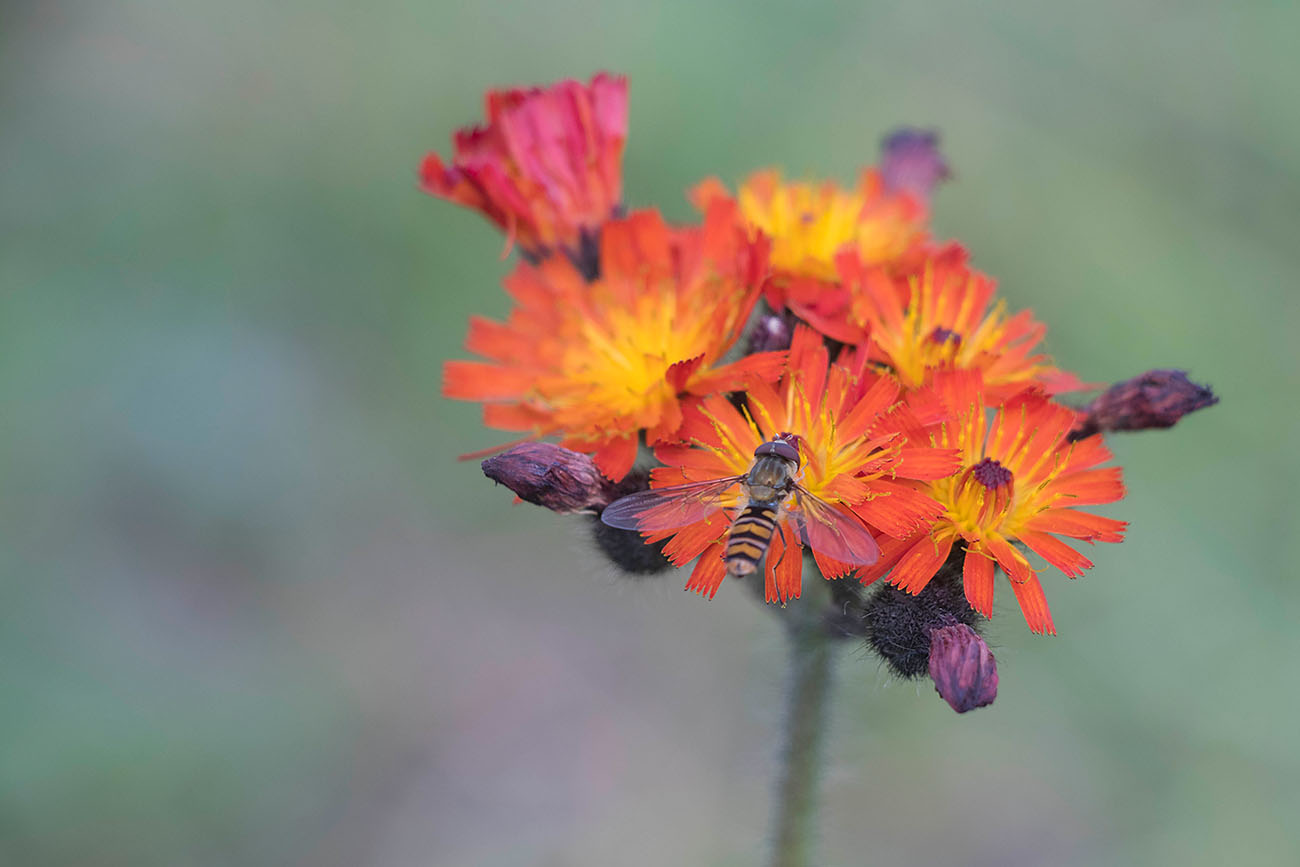 Schwebfliege auf Futtersuche 