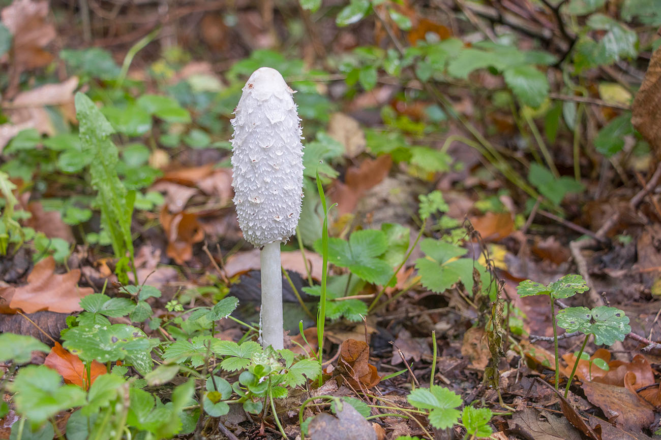 Herbst ist Pilzzeit 