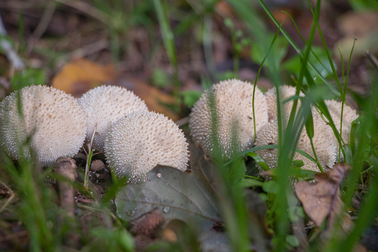 Herbst ist Pilzzeit 