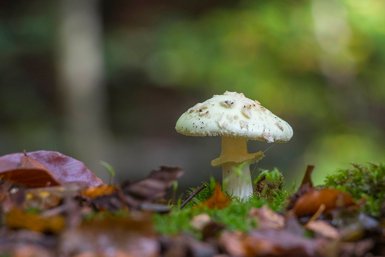 Herbst ist Pilzzeit 